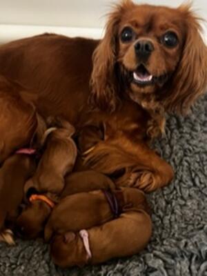 Mum with her 7 babies