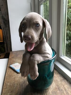 Pearl at 8 weeks