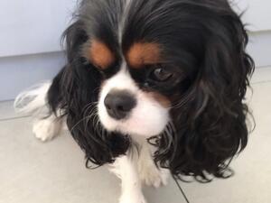 The very beautiful Nellie