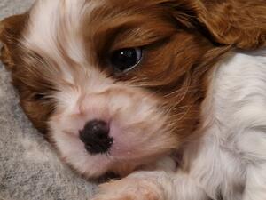 Pups