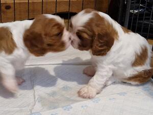 Male puppy