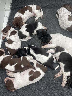 Puppy bundle at 4 weeks