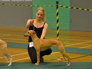 South West Whippet Club 2018