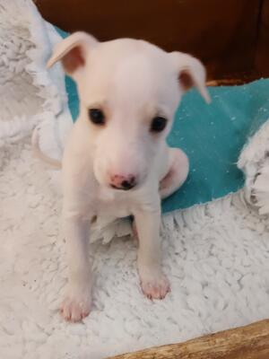 Monty at five weeks