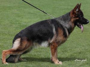Puppies Father
