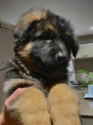Long coat female