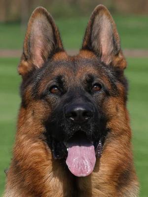 Medium size,strong Male of super temperament IP0 3