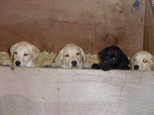 Pups