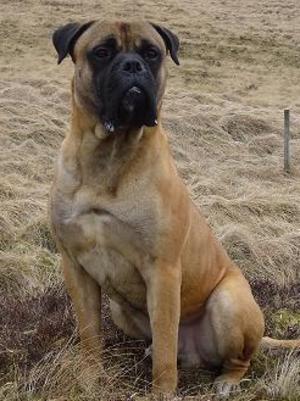 Troy- Father of Pups