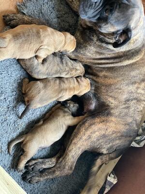 All pups