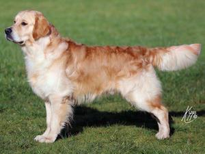 Shinehill Diamond Jack JW  (Jackson)