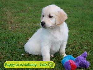'Saffi' starts training for Dogs for the Disabled