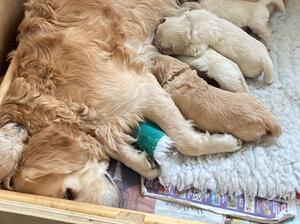 Ella and puppies March 2023
