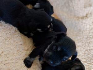 Layla Puppies