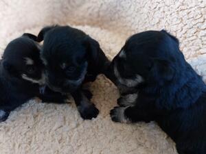 Layla Puppies