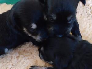 Layla Puppies