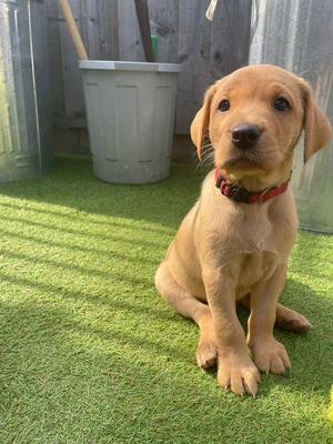 7 Weeks old