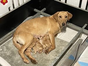 Pups at 2 days