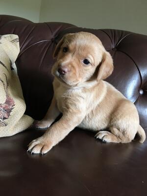 Puppies at 3 weeks