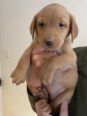 Pup