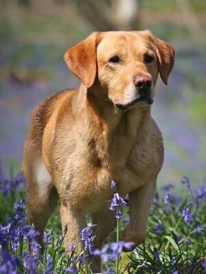 Sire: Troy