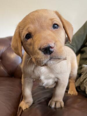 Pup