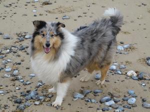 POSY ON BEACH