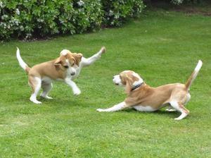 Down boy! With sister Amber (B Tabasco Chilli)