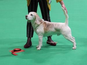 Best Veteran Dog Crufts 2019 - WHERE'S MY SAUSAGE?