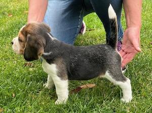 6 WEEKS OLD