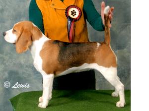 Puppy Group 4 Matlock & DCS
