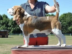 Beagle Association CH 2022