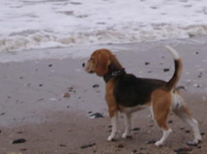 Bay Watch moment...