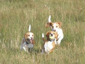 Rosemary leading the tennis ball race