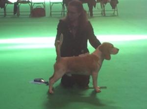 Crufts 2017