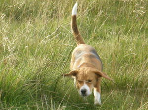 Now where did I leave that tennis ball?
