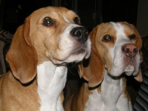 Just one more biscuit... W sis Saffron