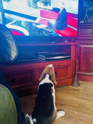 Odin checking weather forecast...