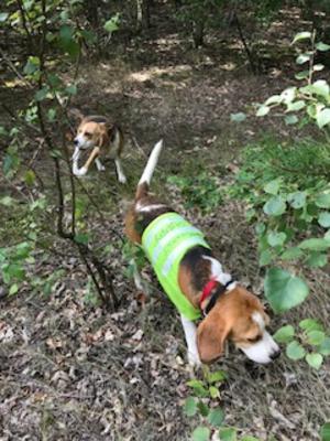 Leading sis Bella (B. Bay Laurel Leaf) on woodwalk