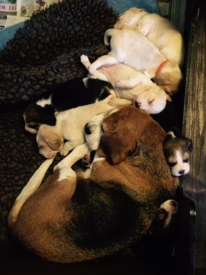 Belladonna, with puppies 2016
