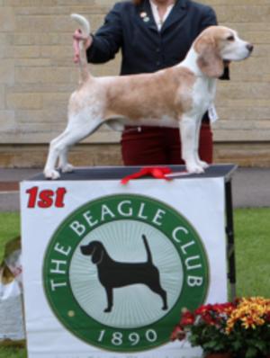 Beagle Club Champ 2017