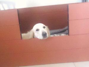 Orla in the whelping box