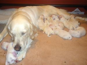 Orla's puppies