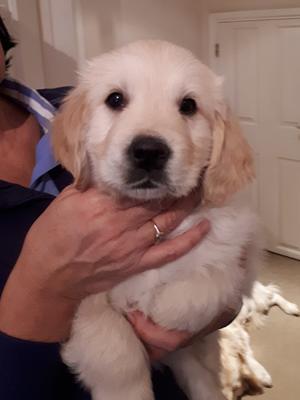 This little man is available.