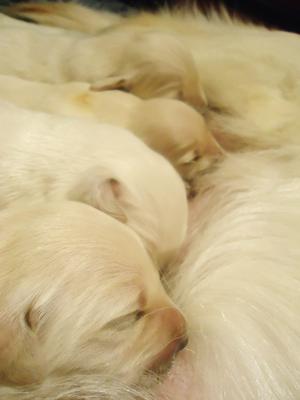 Orla's puppies