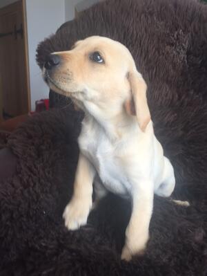 Yellow Dog pup