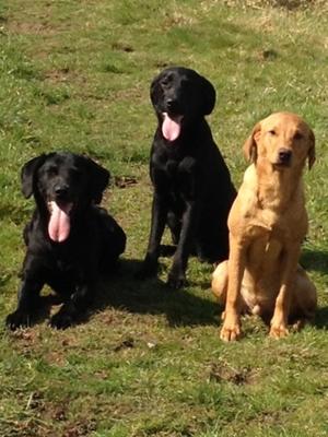 The Boys