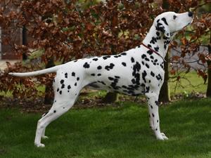 champdogs dalmatian puppies