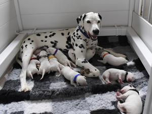 Jazz with her 11 siblings