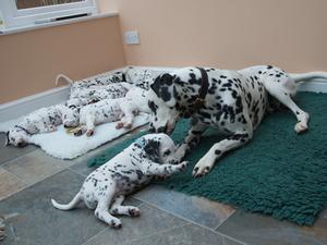 Merlin with his babies from 1st litter